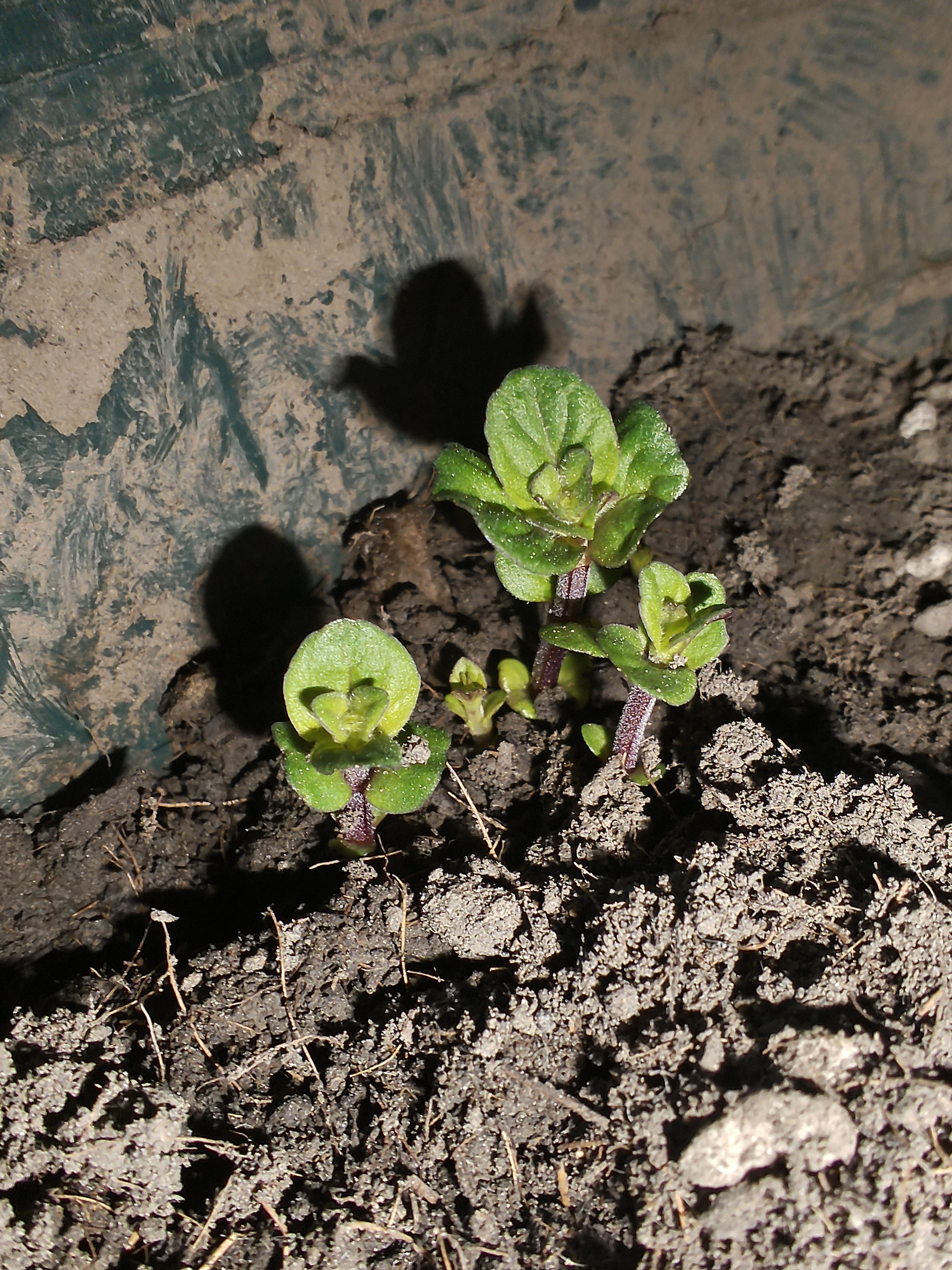 艰难的尝试-土薄荷